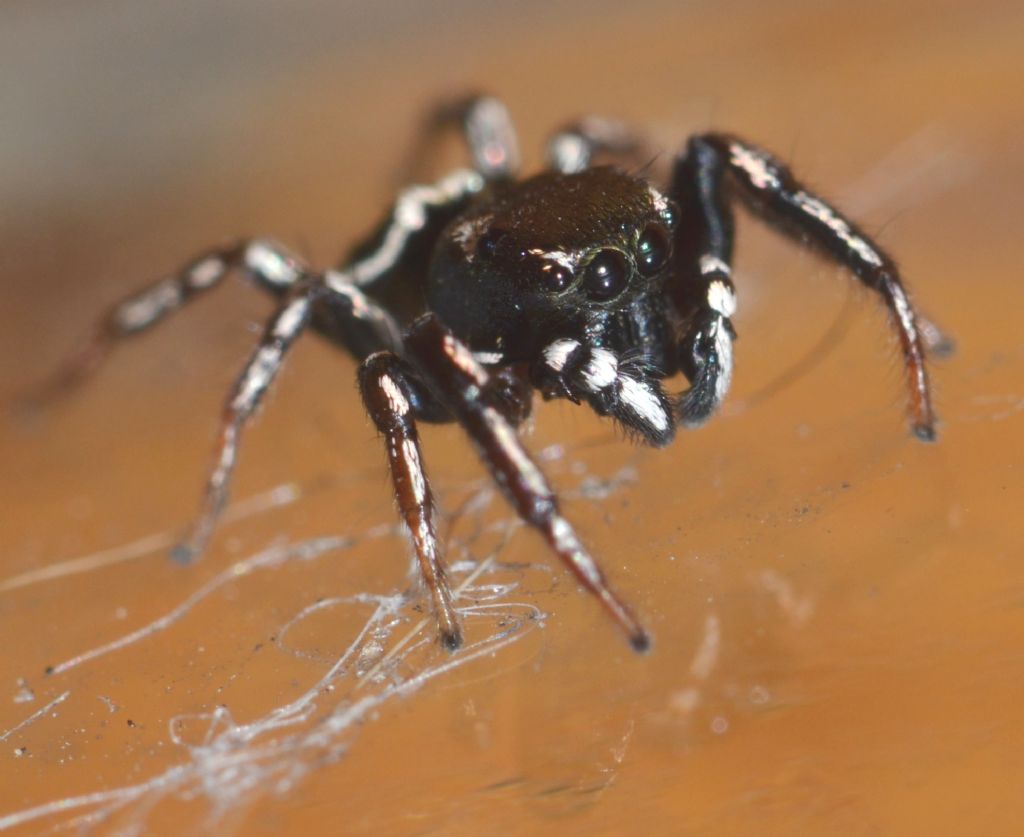 Heliophanus cf. apiatus - Grosseto (GR)